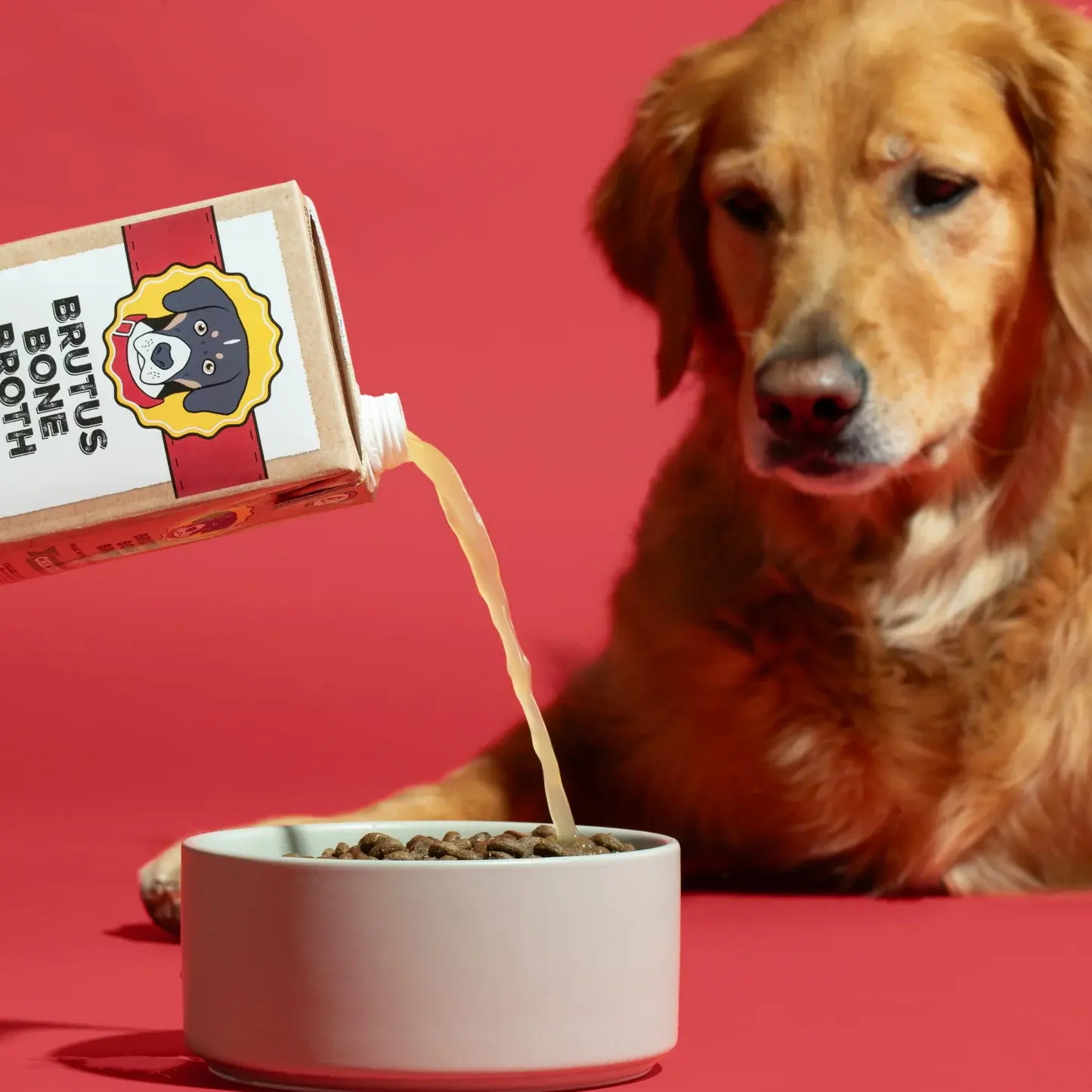 Brutus Bone Broth poured from its carton over dry food in a bowl while a golden retriever watches
